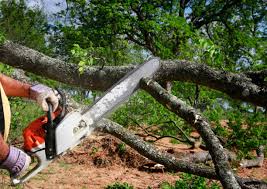 Best Storm Damage Tree Cleanup  in Oquawka, IL